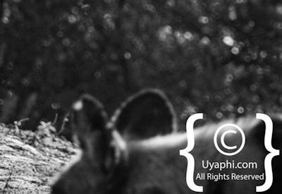 Madikwe Wild Dog Gallery