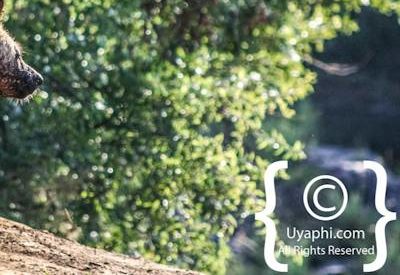 Madikwe Wild Dog Gallery