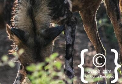 Madikwe Wild Dog Gallery