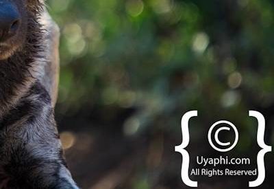 Madikwe Wild Dog Gallery