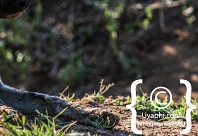 Madikwe Wild Dog Gallery