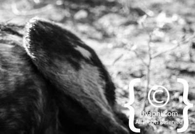 Madikwe Wild Dog Gallery