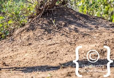 Madikwe Wild Dog Gallery