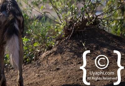 Wild Dogs Of Madikwe