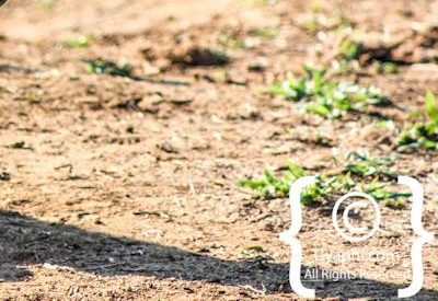 Wild Dogs Of Madikwe