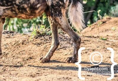 Wild Dogs Of Madikwe