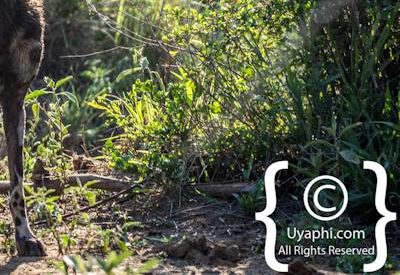 Madikwe Wild Dog Photo Gallery