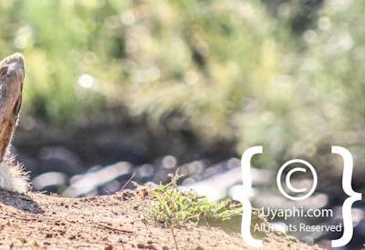 Wild Dogs Of Madikwe