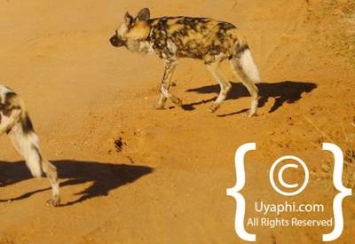 Wild Dogs Of Madikwe