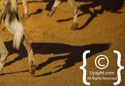 Wild Dogs Of Madikwe