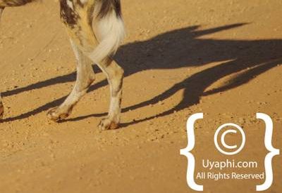 Wild Dogs Of Madikwe