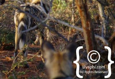 Wild Dogs Of Madikwe