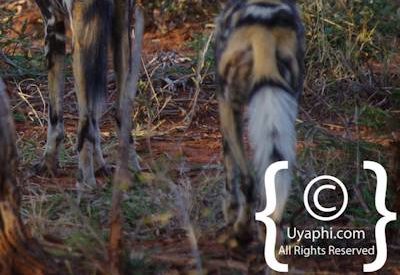 Wild Dogs Of Madikwe