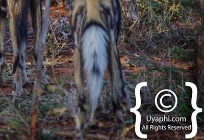 Wild Dogs Of Madikwe