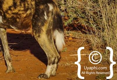 Wild Dogs Of Madikwe