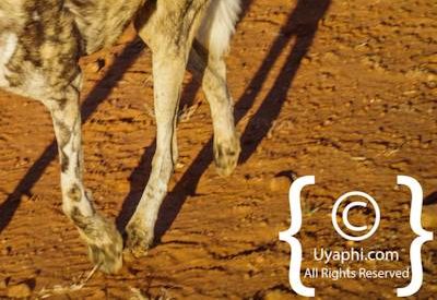 Wild Dogs Of Madikwe