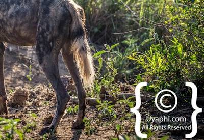 Madikwe Wild Dog Photo Gallery