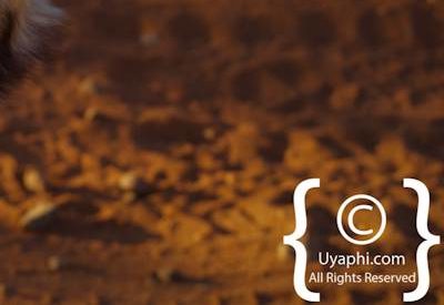 Wild Dogs Of Madikwe