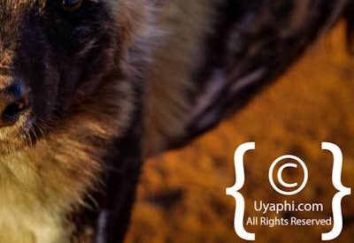 Wild Dogs Of Madikwe