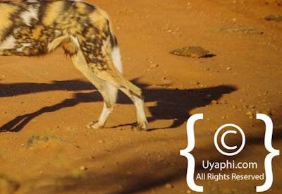 Wild Dogs Of Madikwe