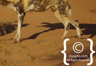 Wild Dogs Of Madikwe