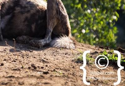 Madikwe Wild Dog Photo Gallery
