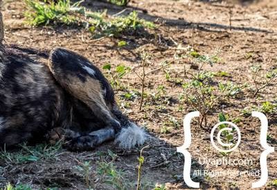 Madikwe Wild Dog Gallery