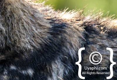 Madikwe Wild Dog Gallery