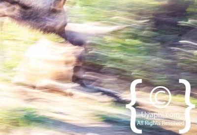 Madikwe Wild Dog Gallery