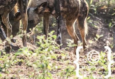 Madikwe Wild Dog Gallery