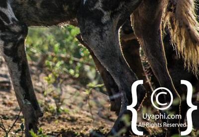 Madikwe Wild Dog Gallery