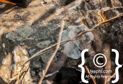 Madikwe Bird Photo Gallery