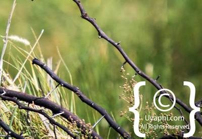 Madikwe Bird Gallery