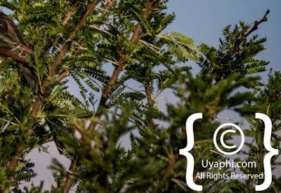 Madikwe Bird Gallery