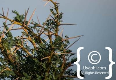 Madikwe Bird Gallery