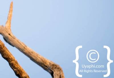 Madikwe Bird Gallery