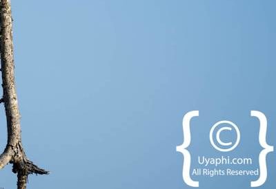 Madikwe Bird Gallery