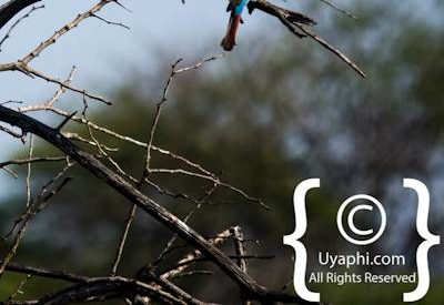 Madikwe Bird Gallery