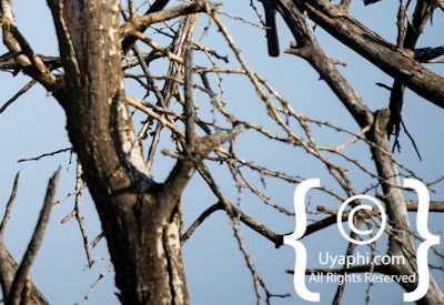 Madikwe Bird Gallery