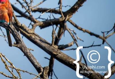 Madikwe Bird Gallery