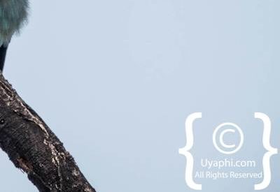 Madikwe Bird Gallery