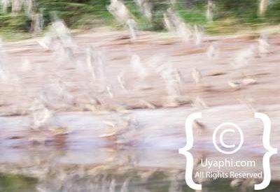 Madikwe Bird Gallery