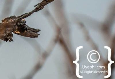 Madikwe Bird Photo Gallery