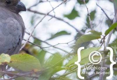 Madikwe Bird Gallery