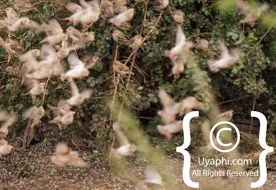 Madikwe Bird Gallery