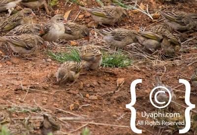Madikwe Bird Gallery