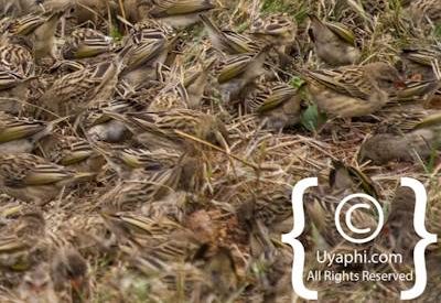 Madikwe Bird Gallery