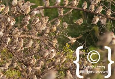 Madikwe Bird Gallery