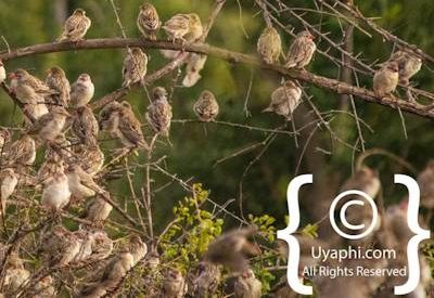 Madikwe Bird Gallery