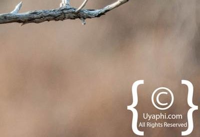 Madikwe Bird Photo Gallery